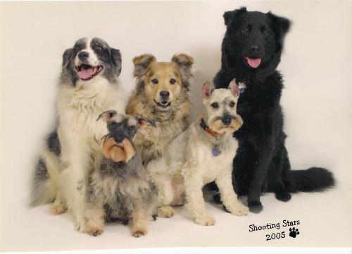 My furry kids - My five doggies From left to right: Shiloh-australian shepherd, Fritz-miniature schnauzer, Shelby-australian shepherd/terrier mix, Rocky-miniature schnauzer and Midnight-black lab mix