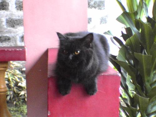 fifi - my snobbish fifi