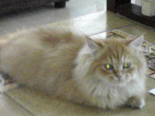 a cat or merlion - garfield at 5months old