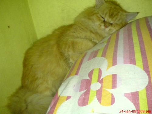 sleepy head - garfield was so tired and he couldn't resist the joy of sleeping
