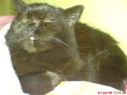 snobcat - she's literally a snobbish cat.
