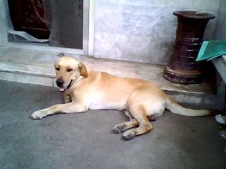 potpot - my yellow lab