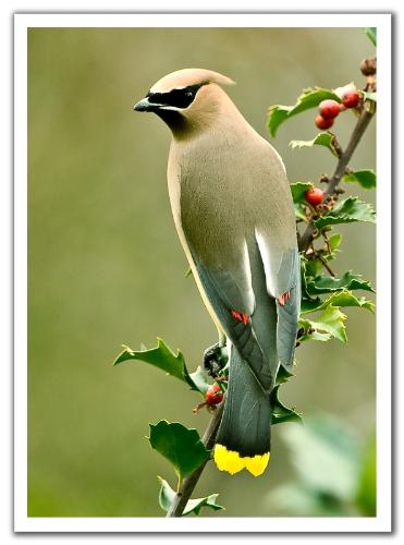 bird - view