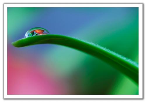 raining - tulips