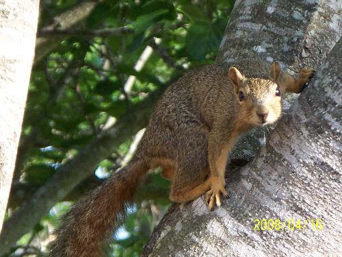 furry friend - One of our cute little squirrels that come to visit sometimes. This was taken out my door that leads to the patio and the tree is right there at the corner of the patio.