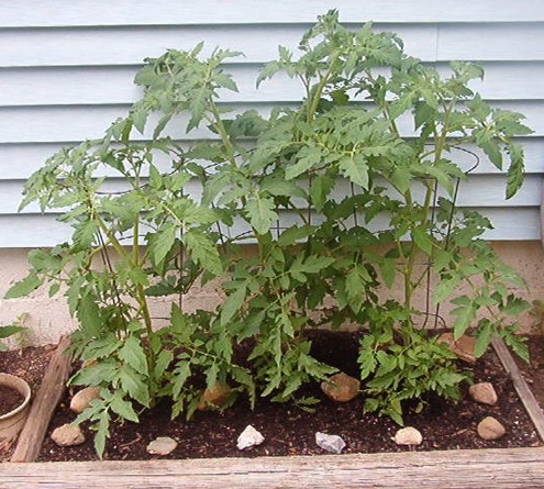 Three of My Tomato Plants - 
These three plants should be producing fruit soon, as they have quite a few flowers.