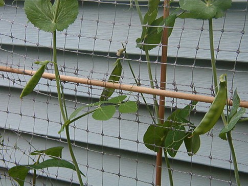 Close Up of Some of My Sugar Snap Peas - These plants are close to 5 ft tall and still growing. The peas are the sweetest I've ever tasted.