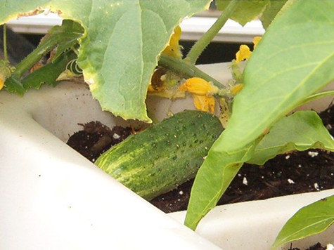 Lonely Cucumber in a Pickle -
My bush cucumber plants have lots of flowers, but this is the only one so far that is growing into a 'real' cucumber. Lonely Cucumber in a Pickle -
My bush cucumber plants have lots of flowers, but this is the only one so far that is growing into a 'real' cucumber.