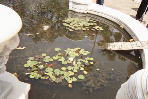 Waterlilies - No flowers now.
