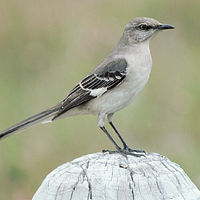 Mocking Bird - Picture of a mocking bird on a post.