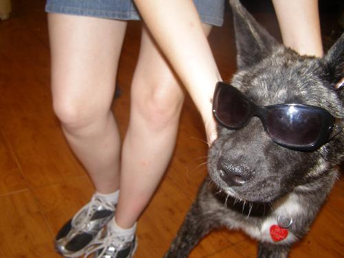 diva dog shilo - diva