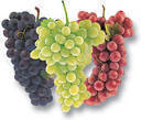 Grapes - Several different kinds of grapes