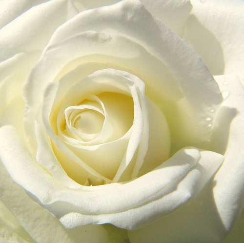 white rose - ugh.. just got to love white roses. hehe.