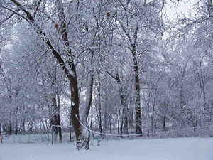 Wintertime - The view that beheld me when I opened my front door one morning after a night of beautiful snowfall.