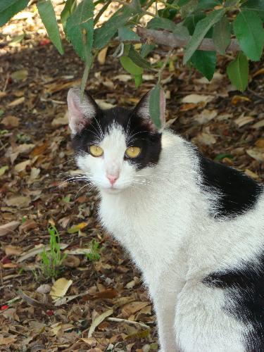 Missing Since 6/25/2008 - Baby Sug Sug - They took his mamma, they took his sister, and now they took him. I am so sad. They were all part of my feral colony I take care of and in February, 2008 someone threatened to annhilate the whole colony. So far 5 are missing (one dead) since February. They say you cannot accuse without proof. How do you get proof?