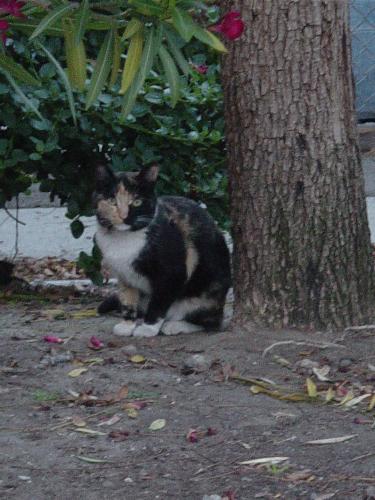 Missing - Precious Lydia - So sweet. They took her sister in December of 2007. How can people be so mean? Lydia has been missing since June 18, 2008.