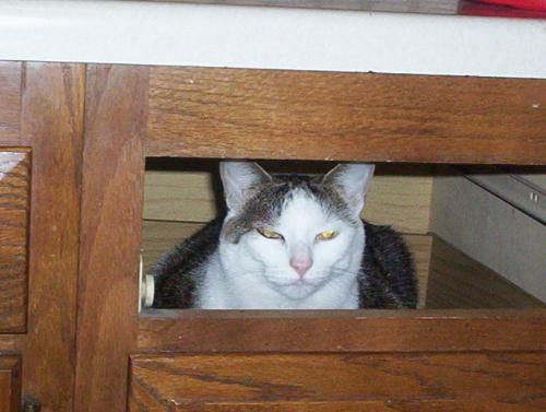 Izzy - This is Izzy in my drawer.