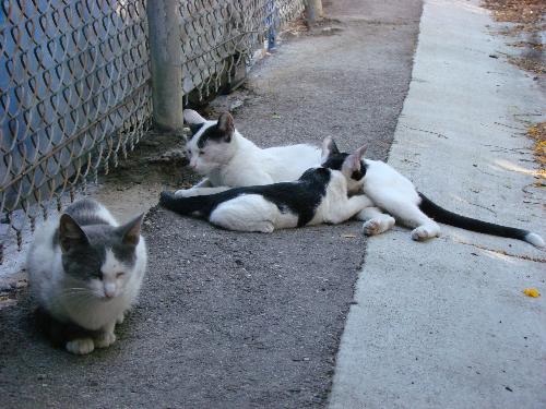 The Little Family - Now All Gone - Deep sadness. They took them all away.
