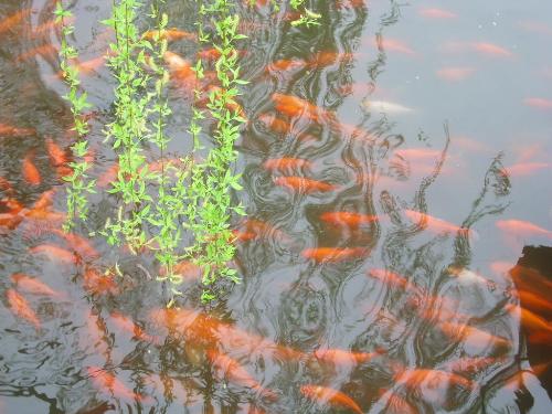 WL2:Goldish - the water ,the goldfish,the osier.....what's your feeling?