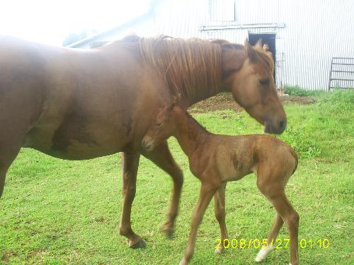 our horse passion & her baby 'serenity' june lig - SHE WAS BORN 6-28-2008 BETWEEN 2:AM & 8:AM. PASSION IS A LITTLE OVER 3 & THIS IS HER 2ND BABY GIRL. HER 1st WAS PASSIONS 1st APRIL SUNDAY, BORN 4-1-2007 WE FOUND HER ALREADY PASSED AWAY AT 9:AM ON OUR WAY TO CHURCH INFACT WE DIDNT EVEN GO TO CHURCH THAT SUNDAY WE HAD TO BURY THE BABY. BUT THIS ' SERENITY ' SHE IS DOING WONDERFUL WITH. THE 1ST DAY PASSION FOLLOWED THE BABY EVERYWHERE THE NEXT DAY MOM SAID FORGET THAT, SHE WENT IN THE BARN BABY FOLLOWED & NOW BABY FOLLOWS MOM ALL EXEPT WHEN SHE STARTS RUNNING & KICKING & BUCKING, MAMA FOLLOWS HER & LETS HER HAVE HER FUN. SHE IS REALLY FUNNY. SHES REALLY PRETTY & ACTS CRAZY LIKE HER DADDY ' JEBEDIAH' HES 4, HES A LEOPARD SPOTTED  PONY..REGISTERED & CRAZY, BUT VERY GENTLE FOR BEING A STUD. PASSION THE MOTHER IS A REGISTERED QUARTER HORSE...BOTH MOM & DAD ARE OURS & ON OPUR 20 ACRE RANCH....WE ALSO HAVE 23 YEAR OLD ARABIAN 'DOLLY' & NOW OUR 'SWEET SERENITY'......