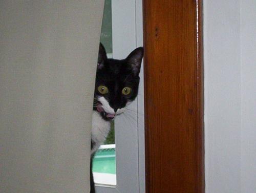 Twister Peeking - Can ya tell I like cats???
