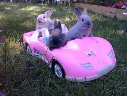 bunnies - Bunnies driving.