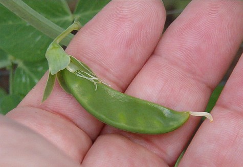 The First Snap Pea of the Season - A closeup of the first sugar snap pea in the garden this year. They sure are sweet!