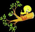 Bird - Tweety Bird On A Branch
