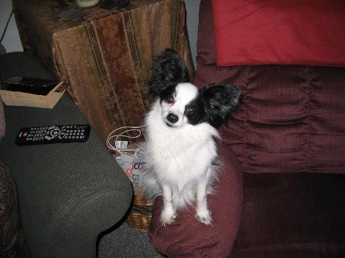 Did you call me? - This is my little baby, Skippy. He is a Papillon breed, very playful and lovable