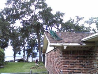 peacock on roof - at someone's house