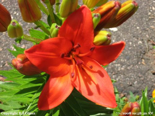Orange Beaytu - Vibrant Orange Tiger Lily