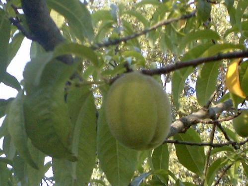 Peach tree - One of the peaches on my peach tree.