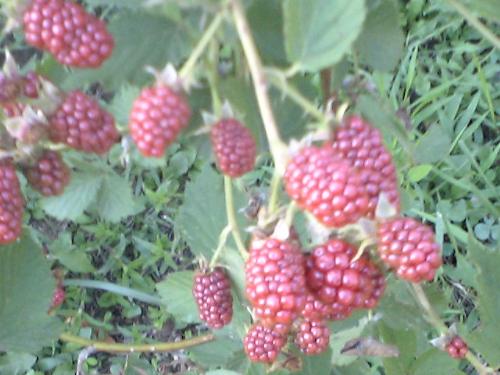 Blackberry bush - My blackberries