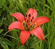 Western Red Lily Floral emblem of Saskatchewan Can - Floral emblem of Saskatchewan Canada.