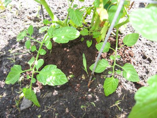 Plant aid - Coffee grounds around a tomato plant