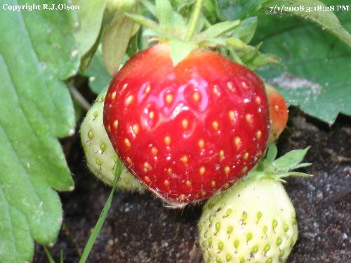 My Strawberries - Freshly eaten not too long ago