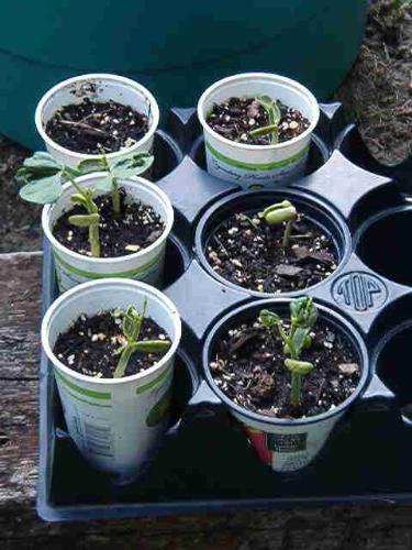 Pole beans sprouted - They finally sprouted after having to replant again. These are started from saved seeds last fall instead of store bought seeds.