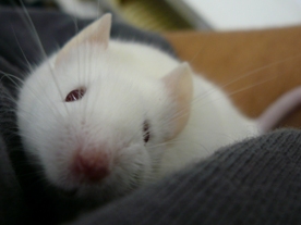 Ianto - My pet mouse Ianto