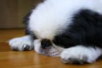Puppy sleeping - I saw this picture on the net, the puppies cute while sleeping.