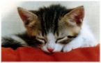 the cat is sleeping - this little cute cat is sleeping.