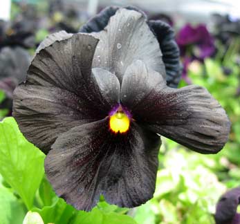 Black Viola - black viola, pansy