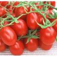 Italian plum tomatoes - Mediterranean Diet is shown to cut risk of cancer
