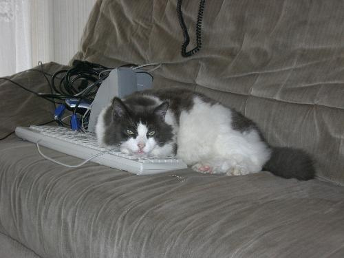 My cat :) - It's my cat:) He is best administrator i ever seen :)