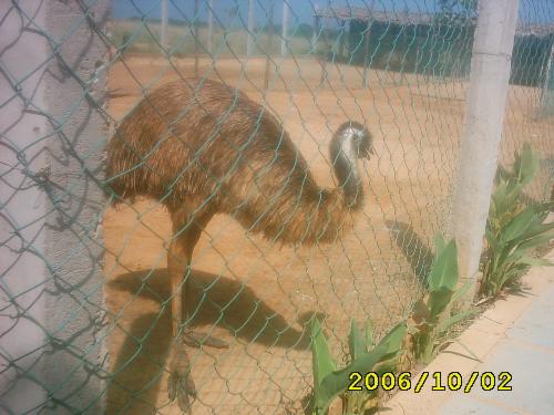 Emu - Emu bird in Chennai, I have taken this photo while going to MGM in Chennai, a water park. I saw this bird at a hotel on the way to MGM Emu - Emu bird in Chennai, I have taken this photo while going to MGM in Chennai, a water park. I saw this bird at a hotel on the way to MGM