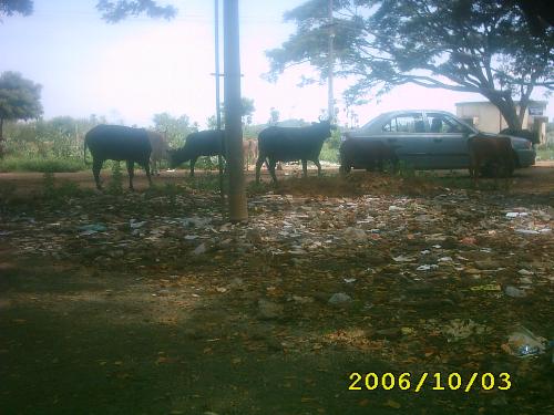 Animals - Animals and People in India, Indian life is colorful with animals and birds living together.