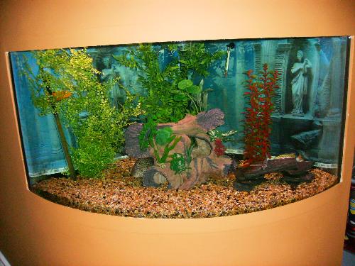 fish tank - wall fish tank