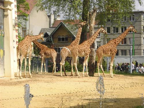 giraffe - at the zoo in antwerp (belgium)