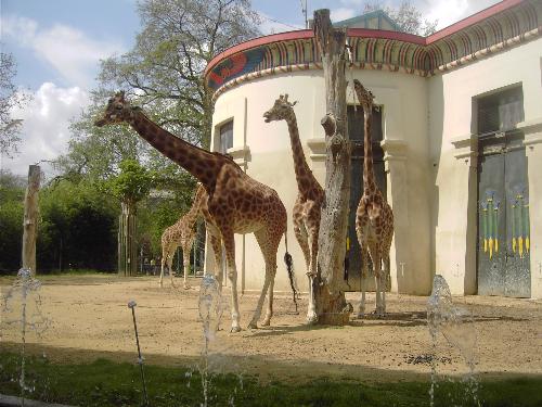 giraffe - giraffes at the zoo in antwerp (belgium)