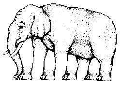 elephant - no of legs