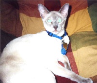 He was hit by a car - a week ago and left for dead!